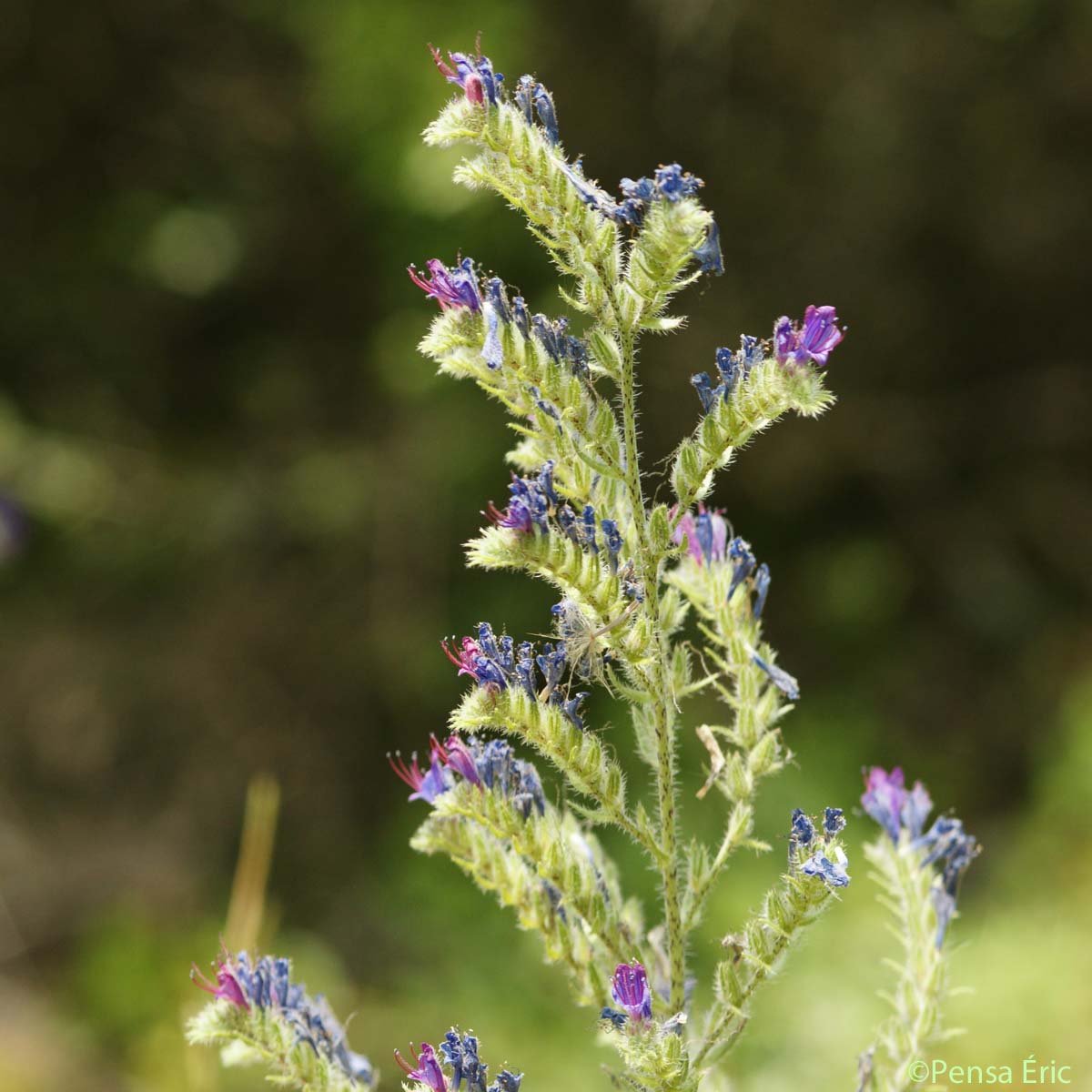 Vipérine pustuleuse - Echium vulgare var. pustulatum