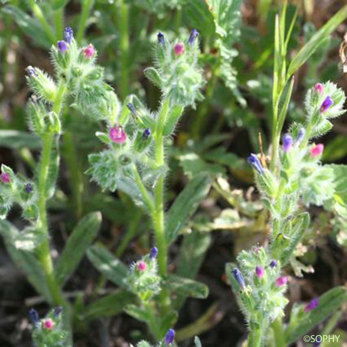 Vipérine des sables - Echium arenarium