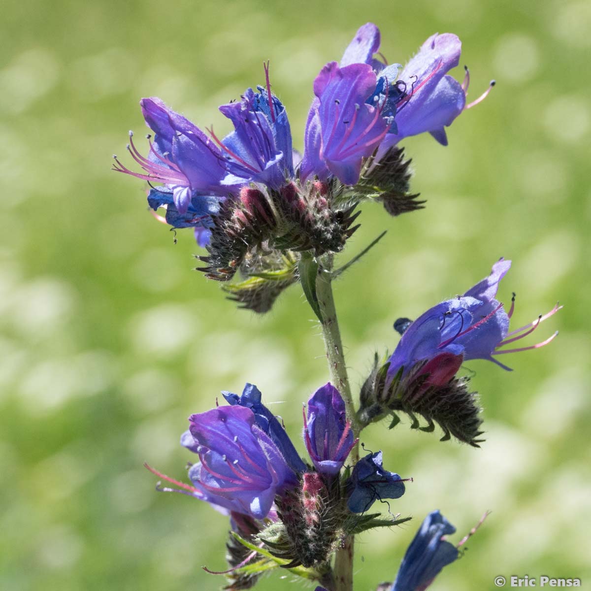 Vipérine commune - Echium vulgare var. vulgare