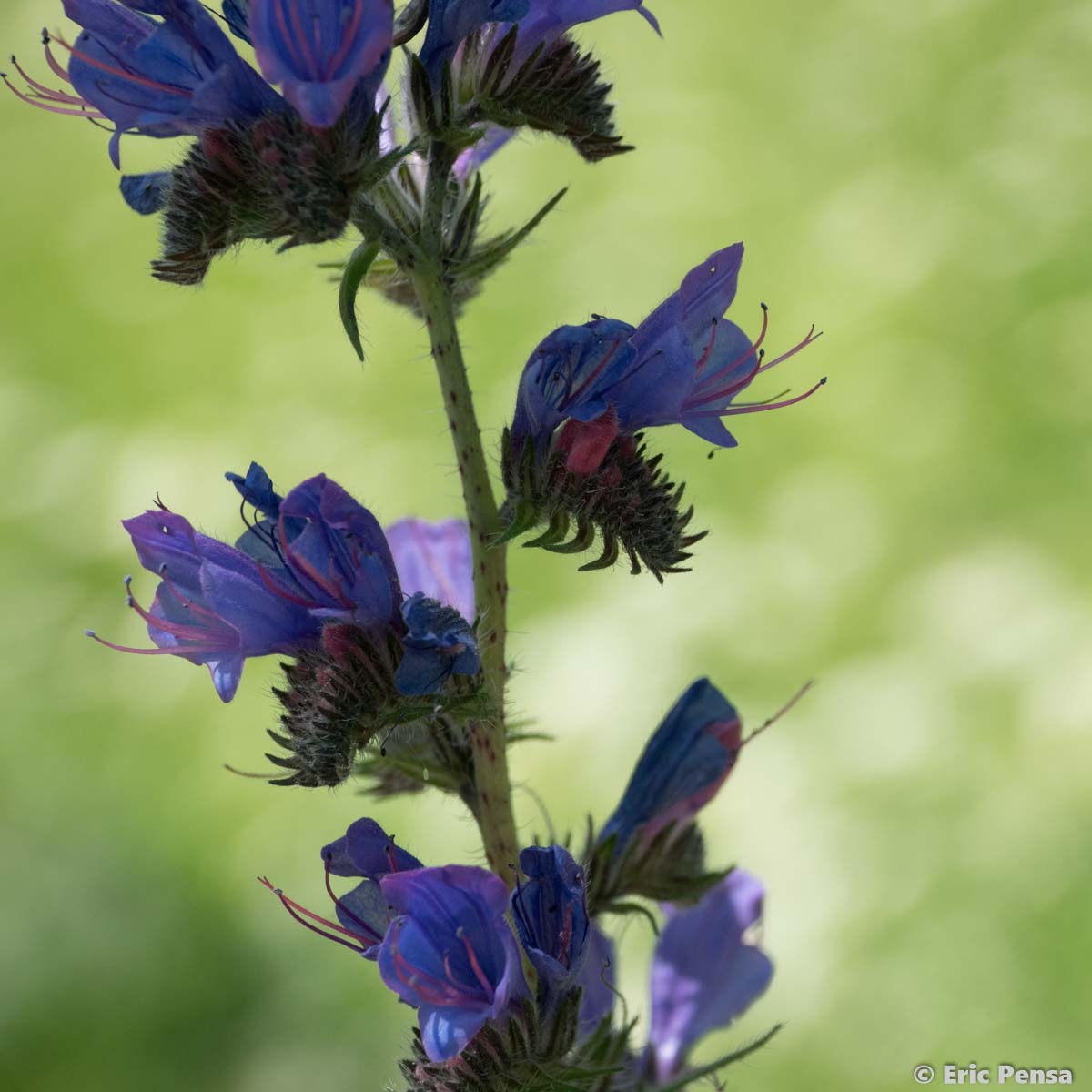 Vipérine commune - Echium vulgare var. vulgare