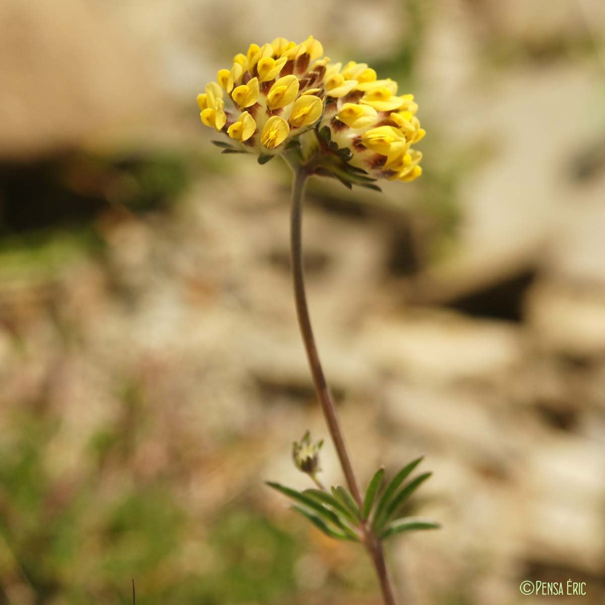 Vulnéraire - Anthyllis vulneraria subsp. vulneraria