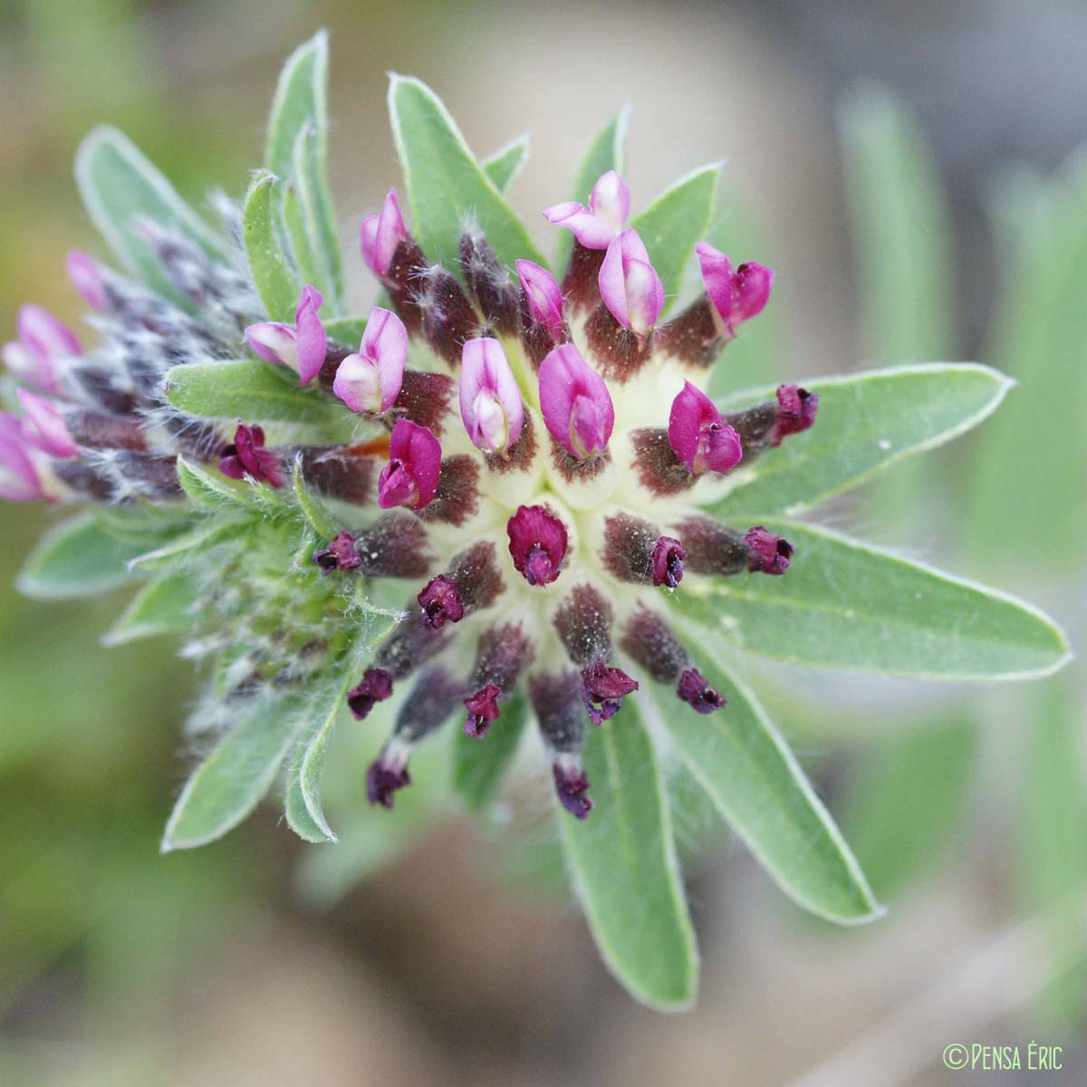 Vulnéraire à fleurs rouges - Anthyllis vulneraria subsp. rubriflora