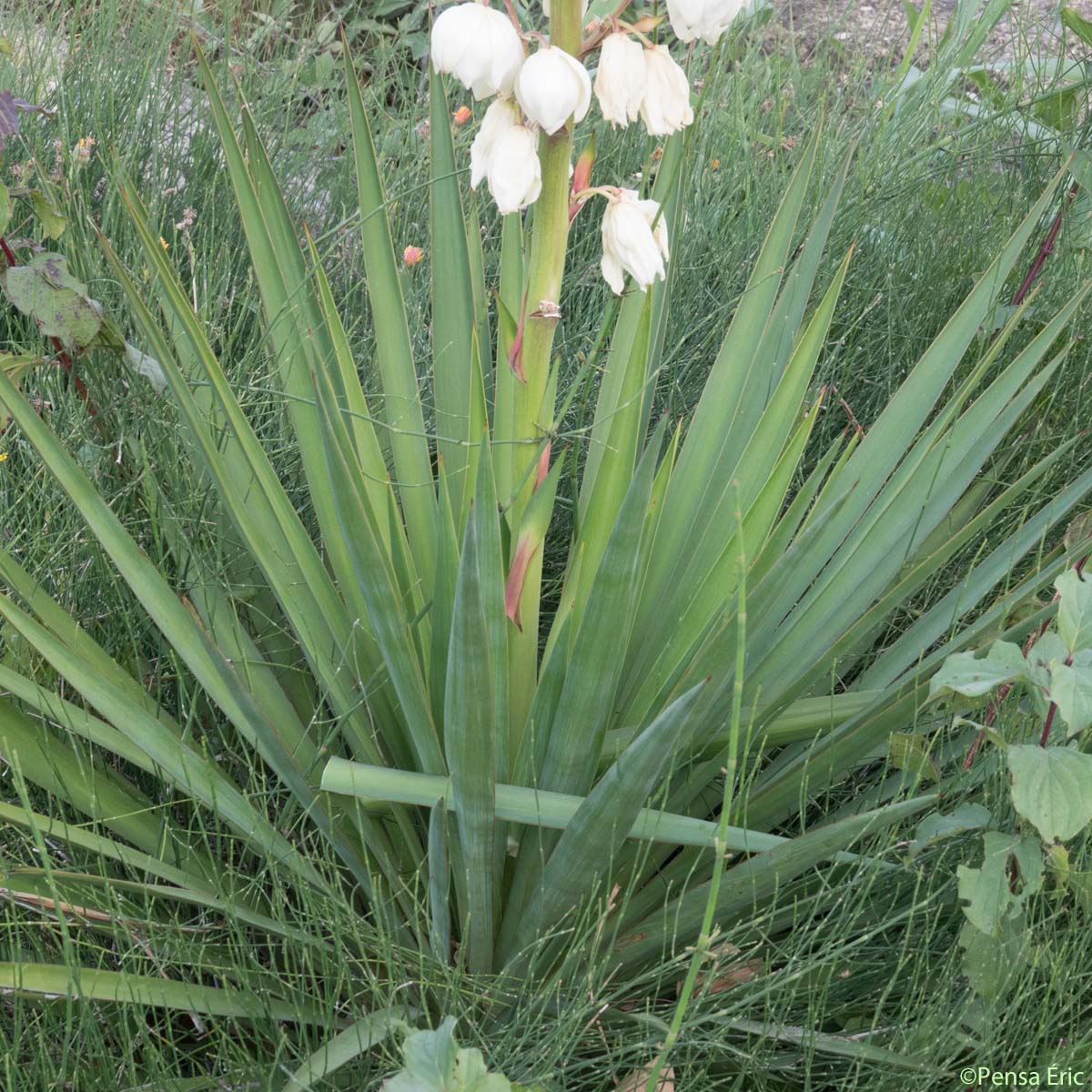 Yucca - Yucca gloriosa