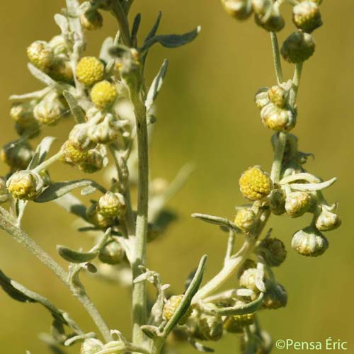 Absinthe - Artemisia absinthium