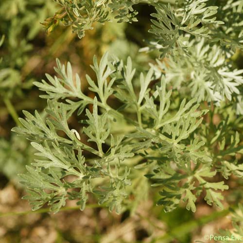 Absinthe - Artemisia absinthium