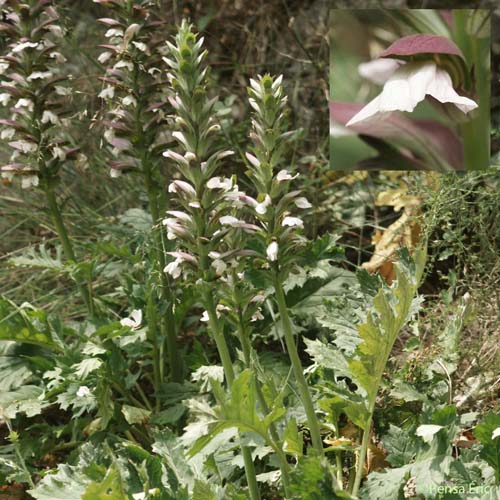 Acanthe à feuilles molles - Acanthus mollis