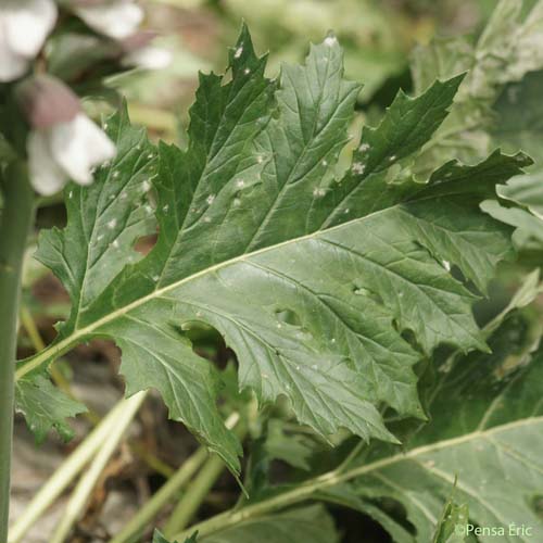 Acanthe à feuilles molles - Acanthus mollis