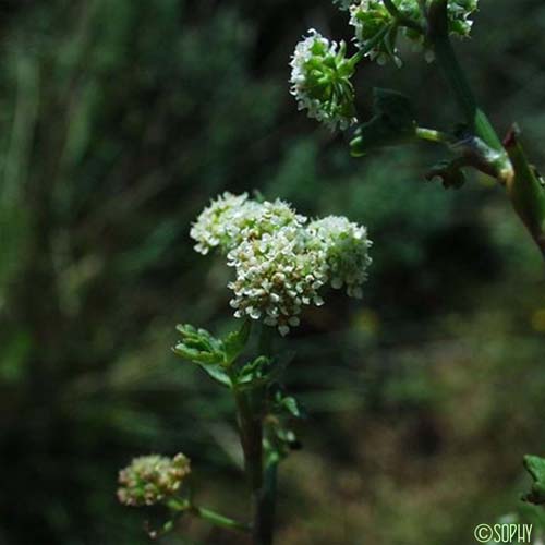 Ache faux-cresson - Helosciadium nodiflorum