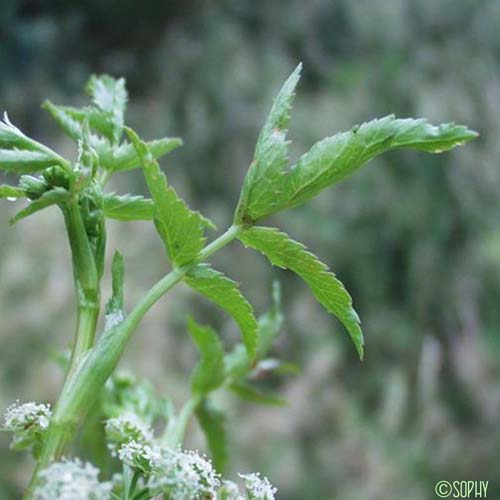 Ache faux-cresson - Helosciadium nodiflorum