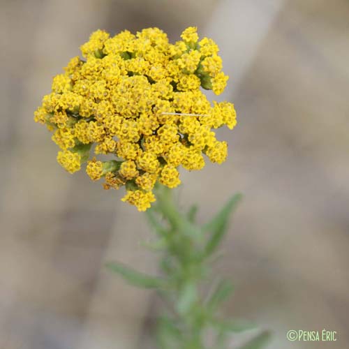 Achillée à feuilles d'agératum - Achillea ageratum