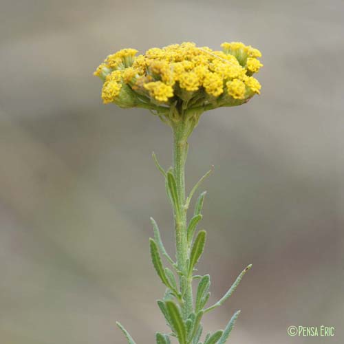 Achillée à feuilles d'agératum - Achillea ageratum