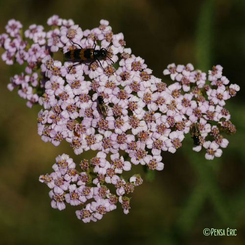 Achillée millefeuille - Achillea millefolium