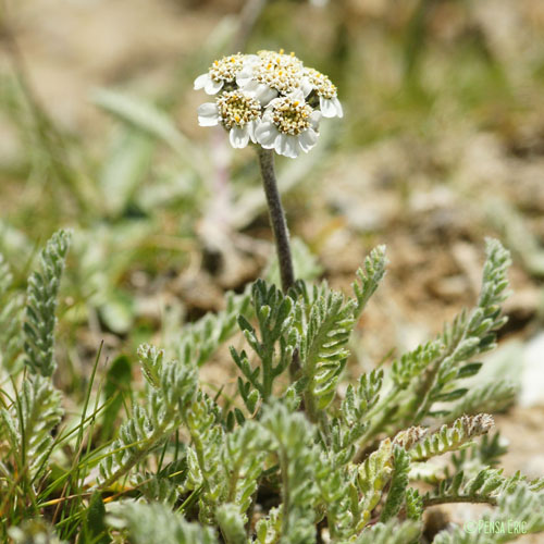 Achillée naine - Achillea nana