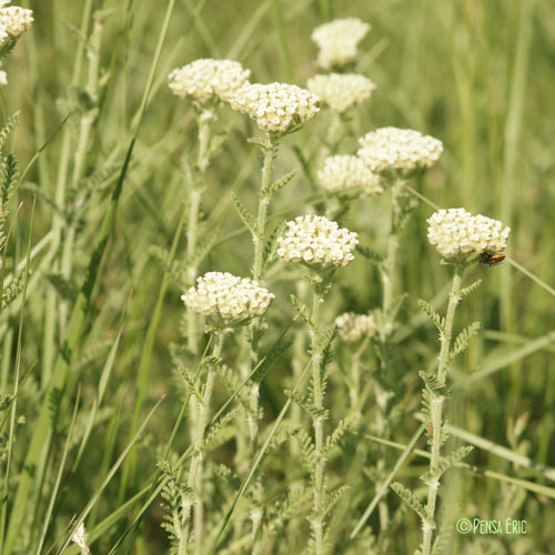 Achillée noble - Achillea nobilis subsp. nobilis