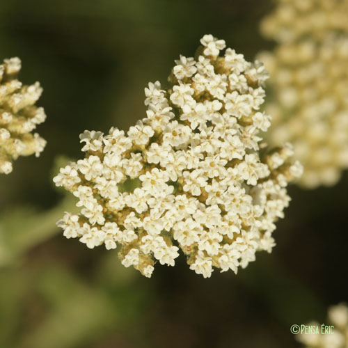 Achillée noble - Achillea nobilis subsp. nobilis