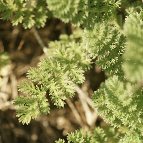 Achillée noble - Achillea nobilis subsp. nobilis