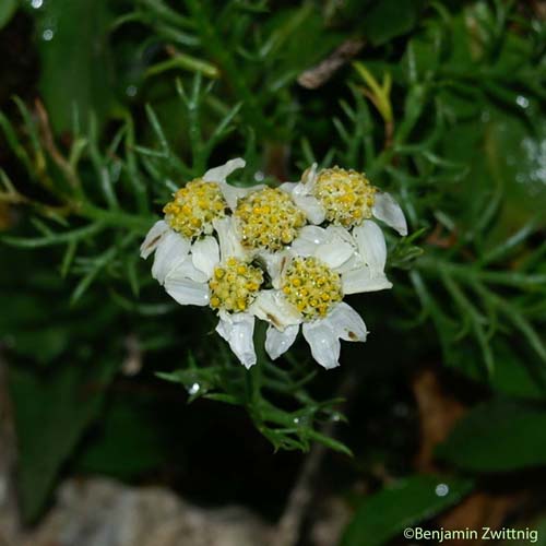 Achillée noirâtre - Achillea atrata