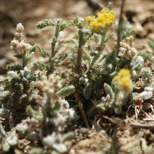 Achillée tomenteuse - Achillea tomentosa