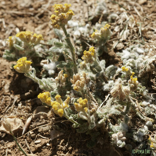 Achillée tomenteuse - Achillea tomentosa