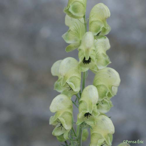 Aconit anthore - Aconitum anthora