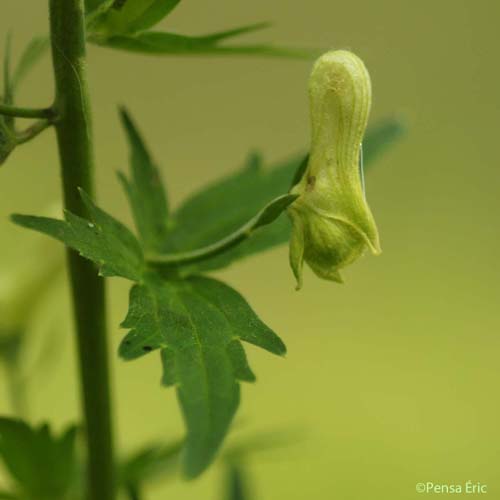 Aconit de Naples - Aconitum lycoctonum subsp. neapolitanum