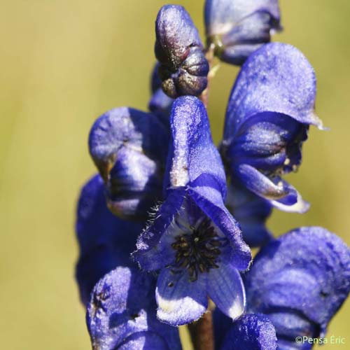 Aconit vulgaire - Aconitum vulgare