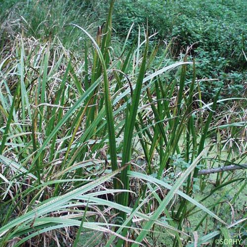 Acore odorant - Acorus calamus