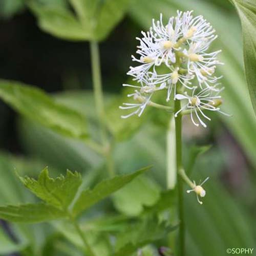 Actée en épi - Actaea spicata