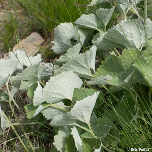 Adénostyle à feuilles blanches - Adenostyles leucophylla