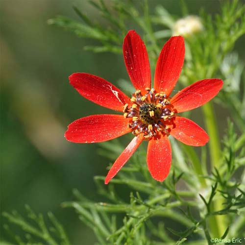 Adonis couleur de feu - Adonis flammea