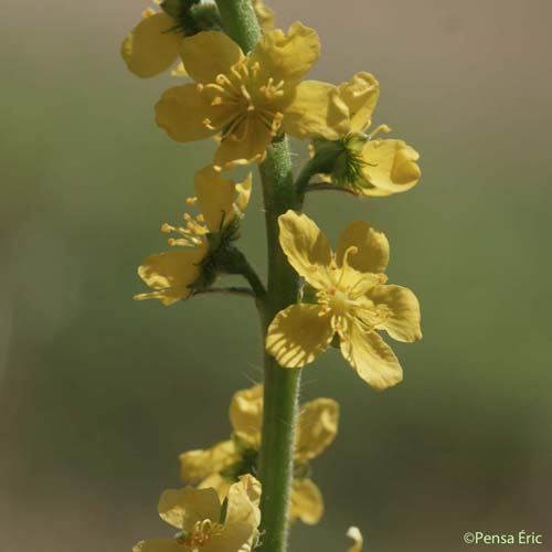 Aigremoine Eupatoire - Agrimonia eupatoria subsp. grandis