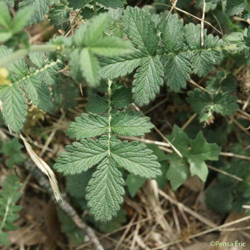 Aigremoine Eupatoire - Agrimonia eupatoria subsp. grandis