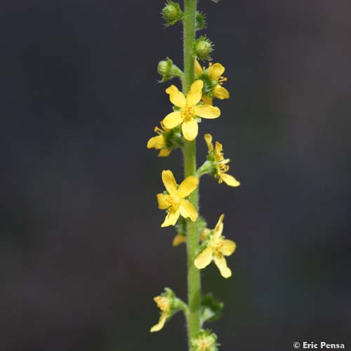 Aigremoine élevée - Agrimonia procera