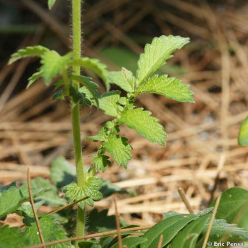 Aigremoine élevée - Agrimonia procera