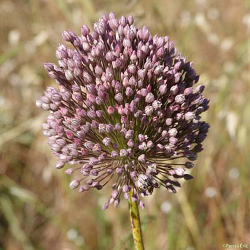 Ail à nombreuses fleurs - Allium polyanthum