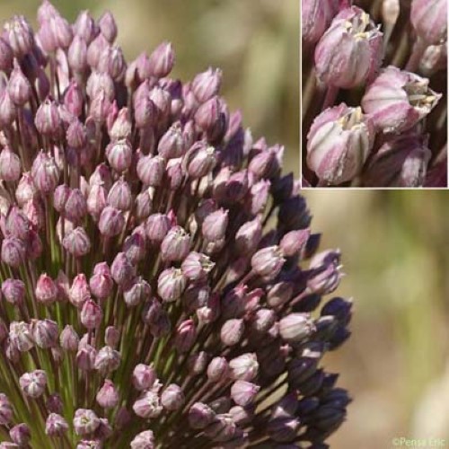 Ail à nombreuses fleurs - Allium polyanthum