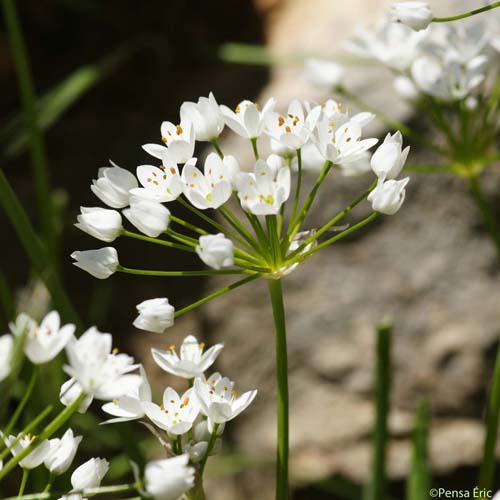 Ail cilié - Allium subhirsutum