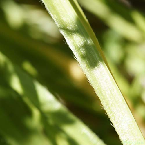 Ail cilié - Allium subhirsutum