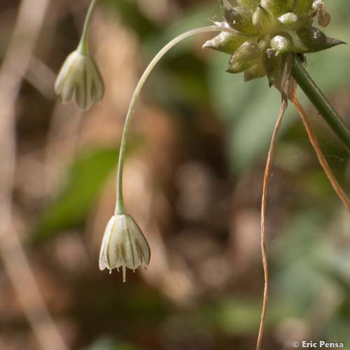 Ail des champs - Allium oleraceum