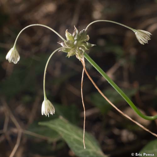 Ail des champs - Allium oleraceum