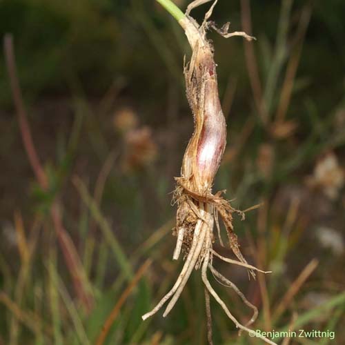 Ail des landes - Allium ericetorum