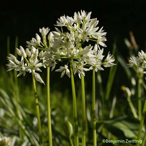 Ail des ours - Allium ursinum