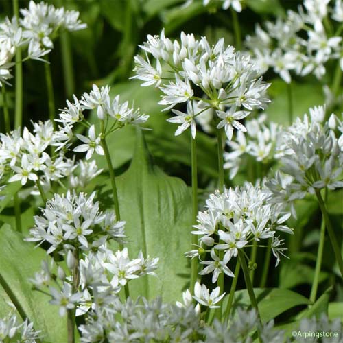 Ail des ours - Allium ursinum