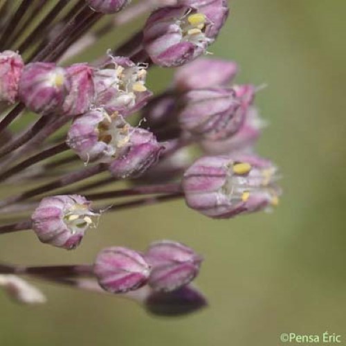 Ail Faux-Poireau - Allium ampeloprasum