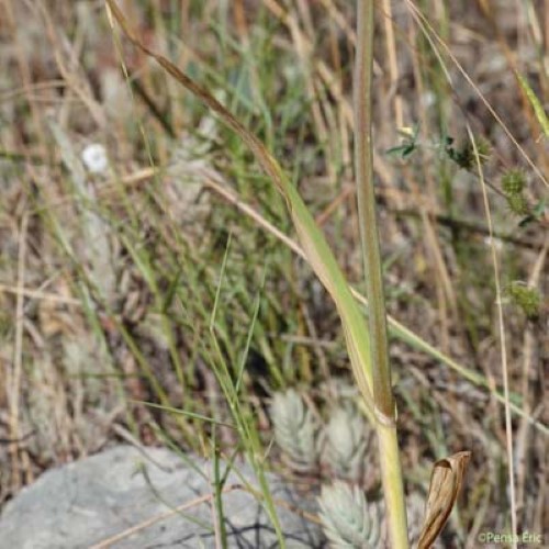 Ail Faux-Poireau - Allium ampeloprasum