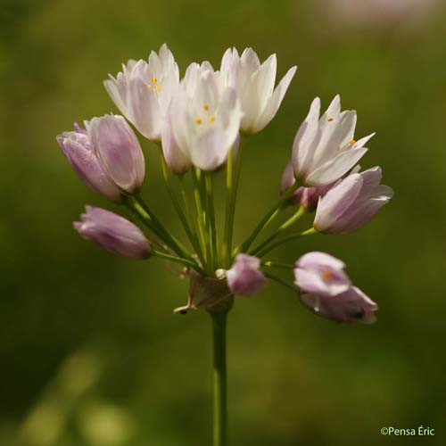 Ail rosé - Allium roseum subsp. roseum