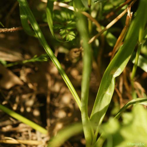 Ail rosé - Allium roseum subsp. roseum