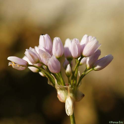 Ail rosé - Allium roseum subsp. roseum