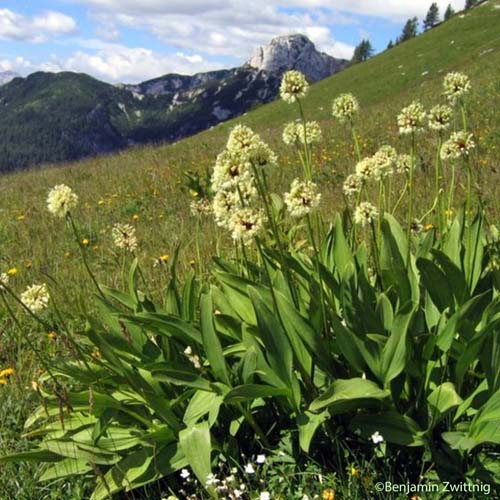 Ail victorial - Allium victorialis