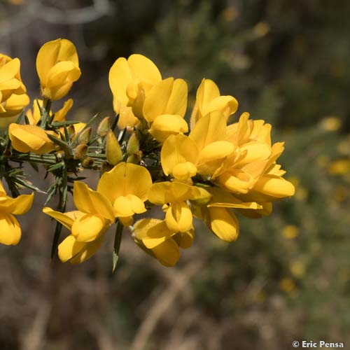 Ajonc d'Europe - Ulex europaeus